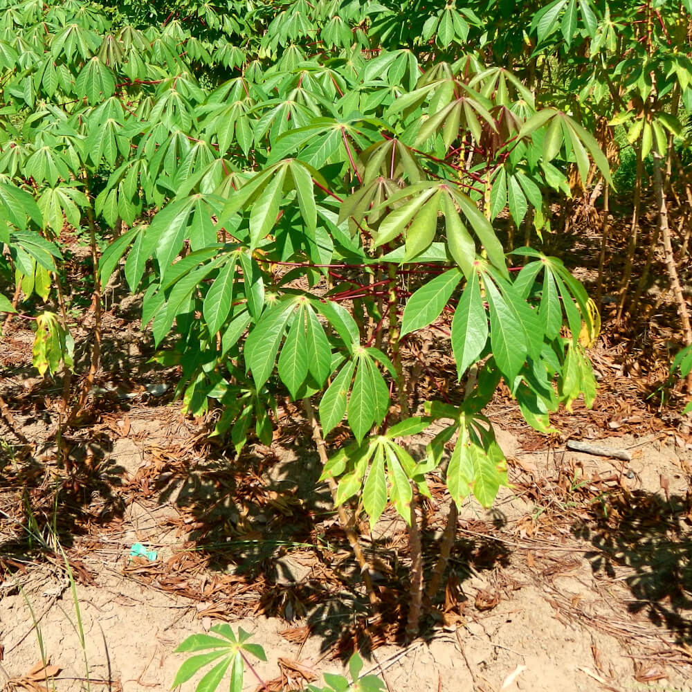 Plantation de manioc aux Philippines